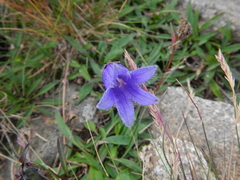 Campanula dasyantha