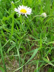 Erigeron glabellus