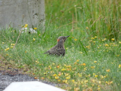 Colaptes auratus auratus