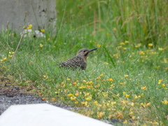 Colaptes auratus auratus