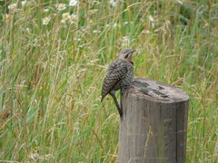 Colaptes auratus auratus