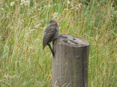 Colaptes auratus auratus