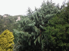 Cupressus × notabilis