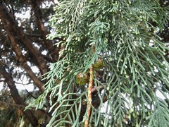 Cupressus × notabilis