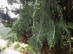 Cupressus × notabilis