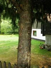 Cupressus × notabilis