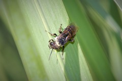 Triepeolus concavus