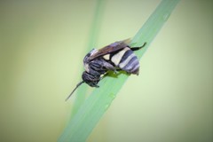 Triepeolus concavus