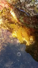 Sargassum horneri
