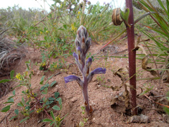 Phelipanche ramosa