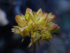 Ivesia gordonii