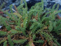 Ivesia gordonii