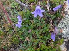 Campanula dasyantha