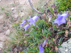 Campanula dasyantha