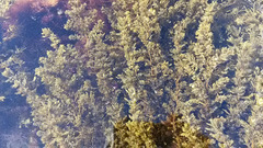 Sargassum agardhianum