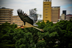 Leptoptilos crumenifer