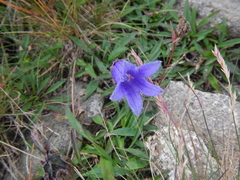 Campanula dasyantha