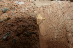 Tortricidia testacea