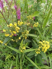 Lysimachia davurica