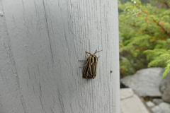 Apantesis virguncula