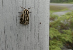 Apantesis virguncula