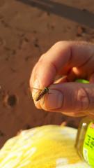 Tabanus nigrovittatus