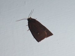 Planotortrix excessana