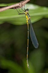 Synlestes selysi