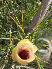 Alyogyne hakeifolia