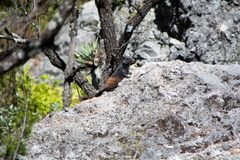 Otospermophilus variegatus couchii