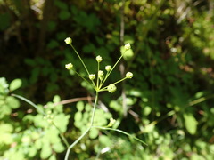 Perideridia gairdneri