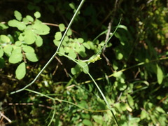 Perideridia gairdneri