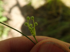 Perideridia gairdneri