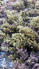 Sargassum agardhianum