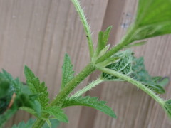 Urtica dioica dioica