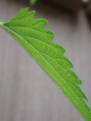 Urtica dioica dioica