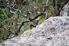 Otospermophilus variegatus couchii