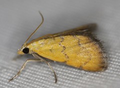 Xanthophysa psychicalis