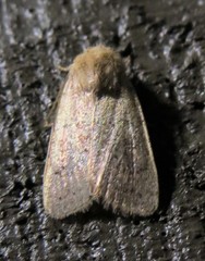 Homorthodes communis