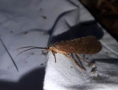 Ptilostomis ocellifera