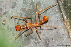 Myrmaplata plataleoides