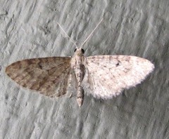 Eupithecia satyrata