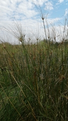 Cyperus giganteus
