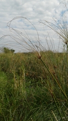 Cyperus giganteus