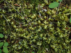 Homalothecium megaptilum