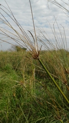 Cyperus giganteus