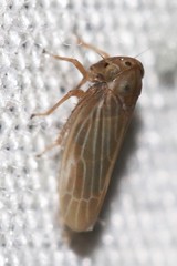 Agalliina