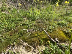 Syntrichia antarctica