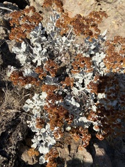 Eriogonum crocatum