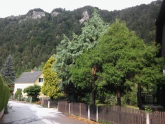 Cupressus × notabilis